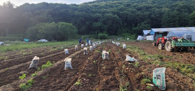 가람섶다리농원,강원도 영월 감자 설봉감자,혼합감자(삼색감자) 10kg 수미,홍,자황