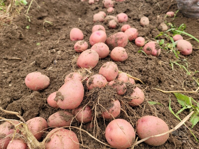 가람섶다리농원,강원도 영월 감자 설봉감자,혼합감자(삼색감자) 10kg 수미,홍,자황