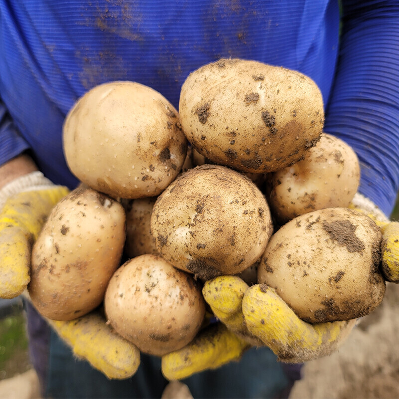 가람섶다리농원,강원도 영월 감자 설봉감자,혼합감자(삼색감자) 10kg 수미,홍,자황