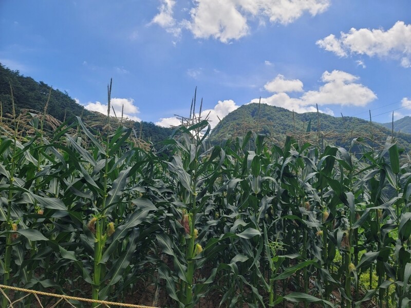 가람섶다리농원,강원도 옥수수 10개 영월 찰옥수수 2차 예약주문