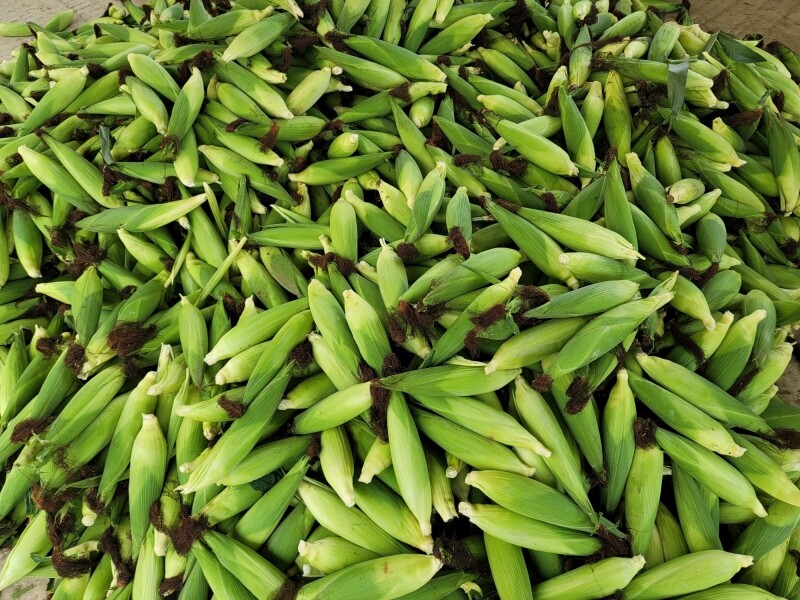 가람섶다리농원,강원도 옥수수 10개 영월 찰옥수수 2차 예약주문