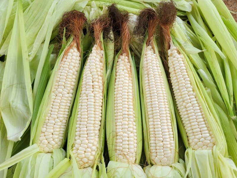 가람섶다리농원,강원도 옥수수 10개 영월 찰옥수수 2차 예약주문