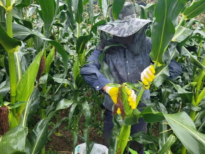 가람섶다리농원,강원도 옥수수 10개 영월 찰옥수수 2차 예약주문