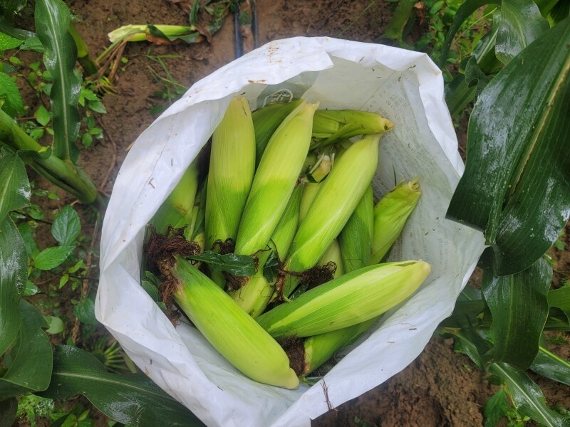 가람섶다리농원,강원도 옥수수 10개 영월 찰옥수수 2차 예약주문