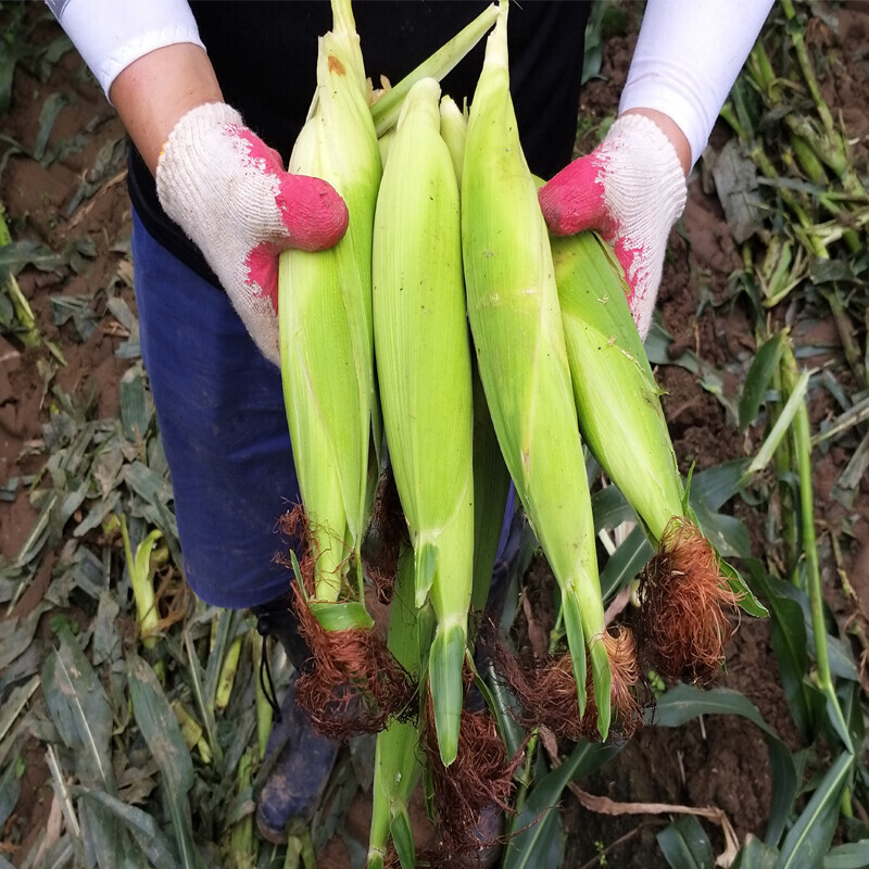 가람섶다리농원,강원도 옥수수 10개 영월 찰옥수수 2차 예약주문