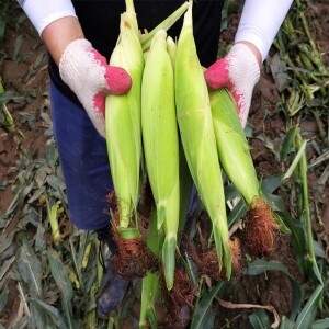 강원도 옥수수 10개 영월 찰옥수수 2차 예약주문