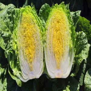 강원도 고랭지 절임배추 20kg 영월절임배추