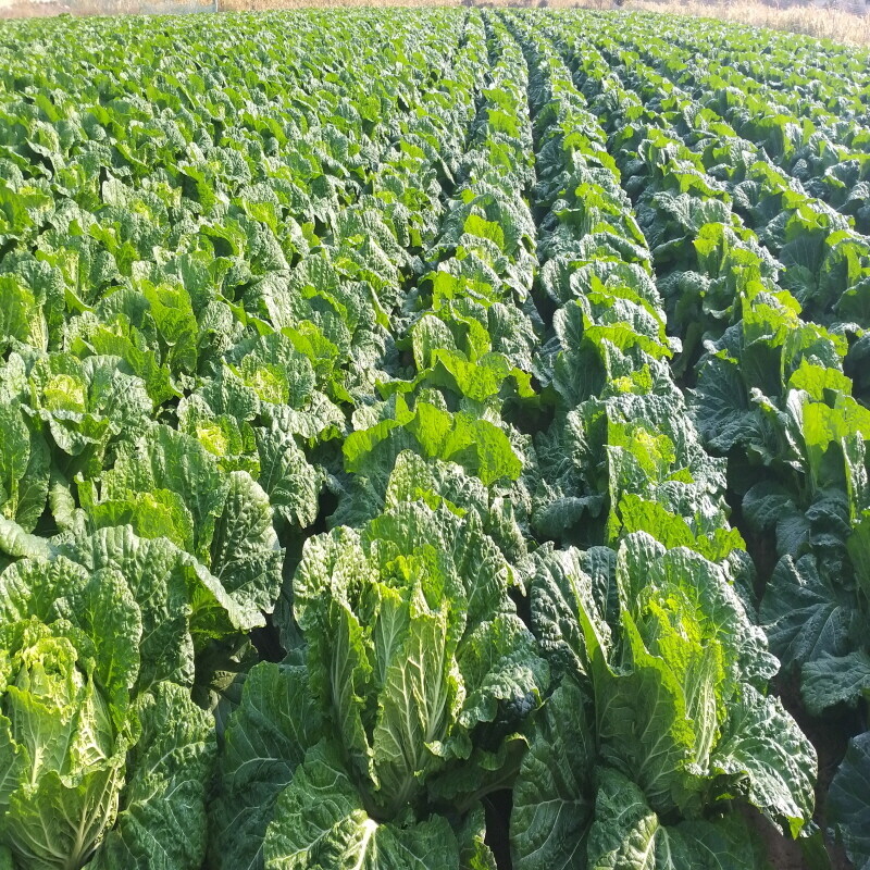 가람섶다리농원,강원도 고랭지 절임배추 20kg 영월절임배추