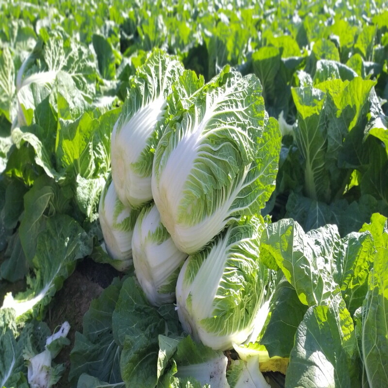 가람섶다리농원,강원도 고랭지 절임배추 20kg 영월절임배추