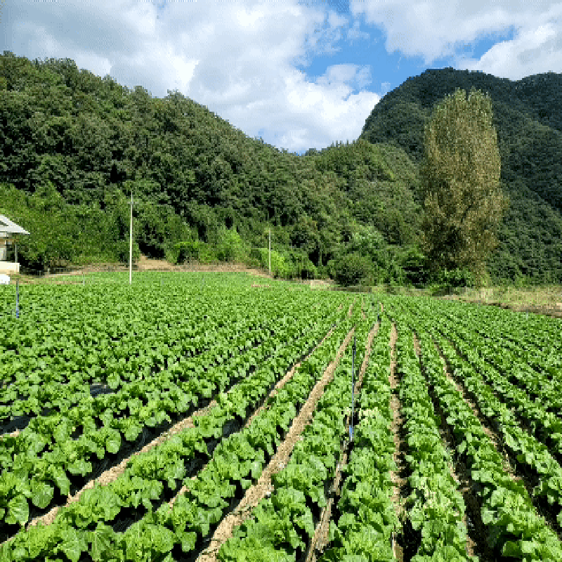 가람섶다리농원,강원도 고랭지 절임배추 20kg 영월절임배추